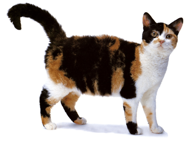 American Wirehair 